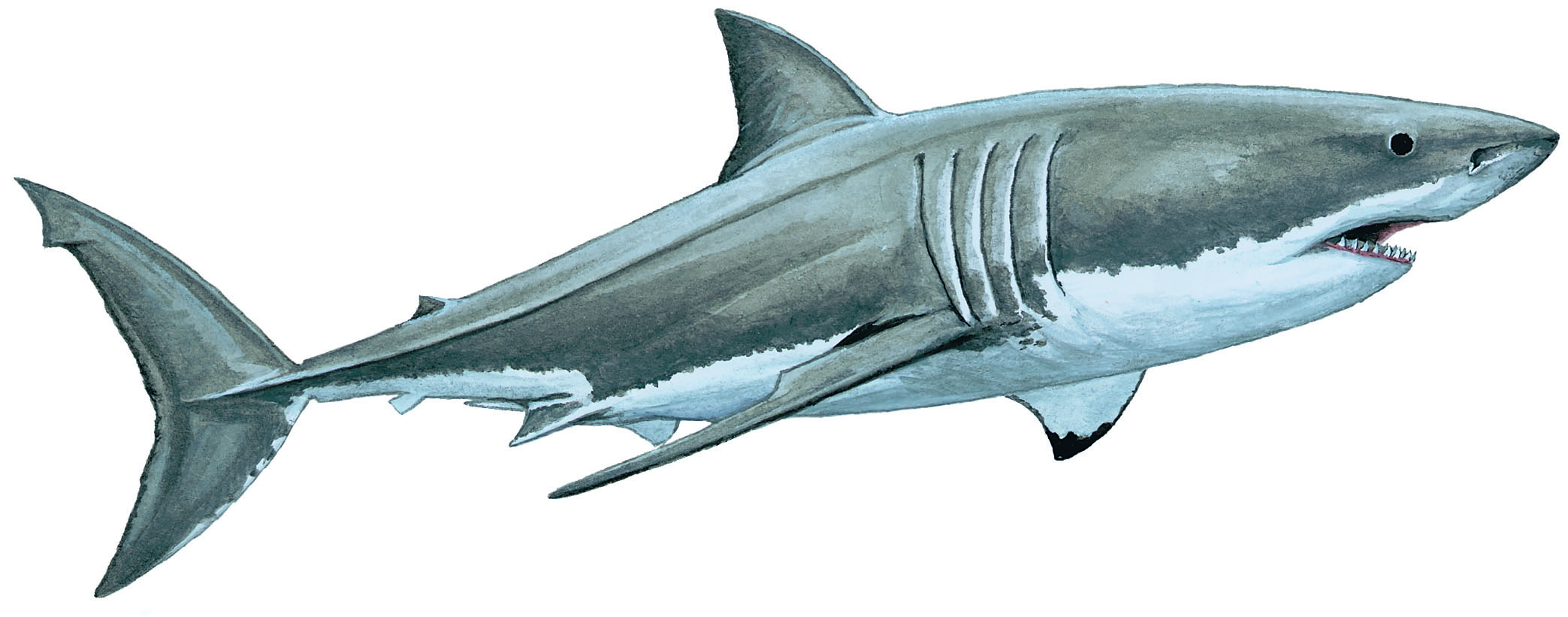 Черно-белая акула вид сбоку